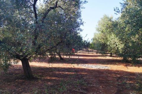 Landejendom i Carovigno, Brindisi, Carovigno - € 140.000 | Ref: 122621 - foto 14